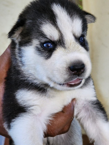 HUSKY MALE AGE - 25 DAYS OLD